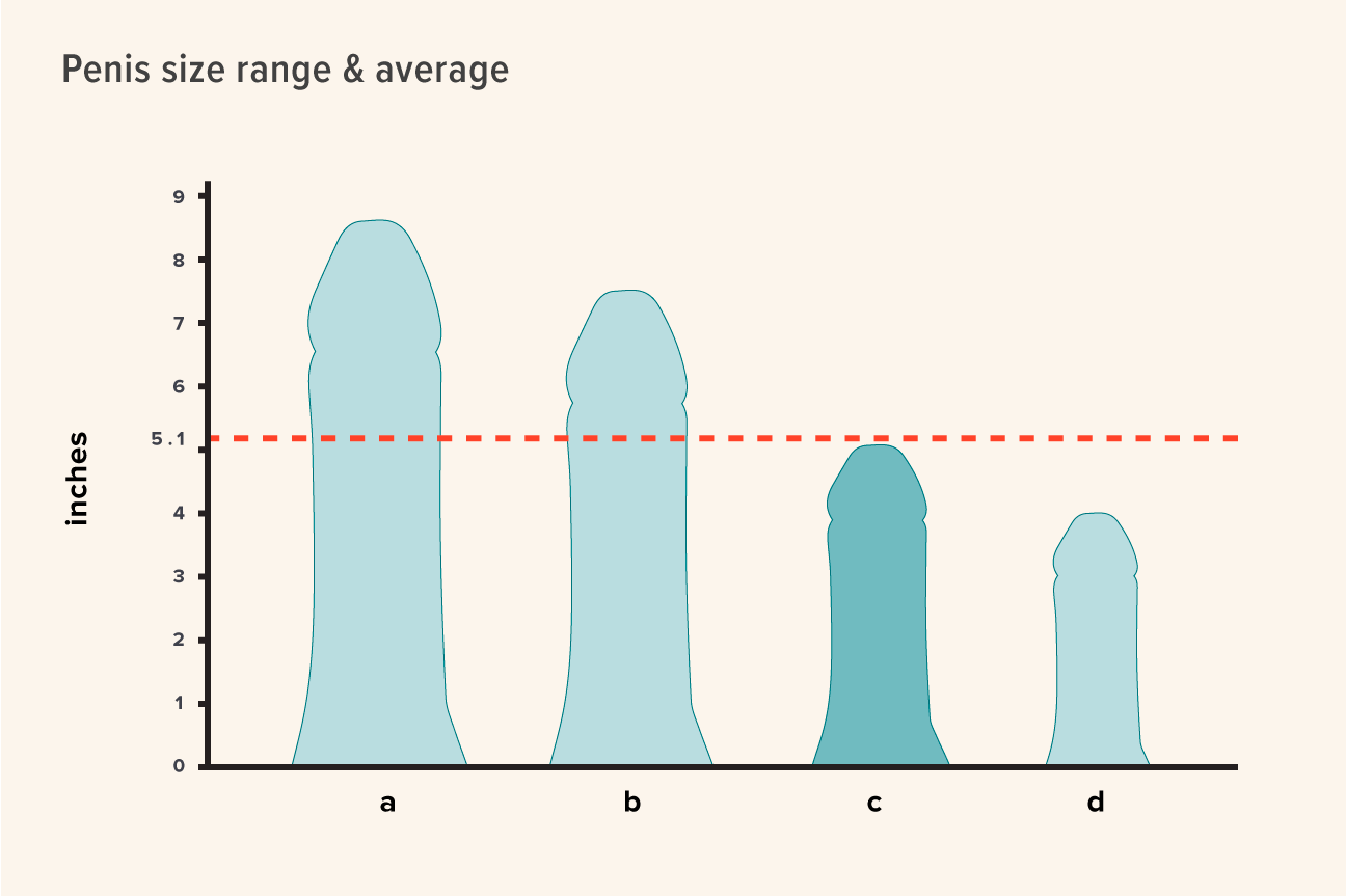 What is a normal penis size?