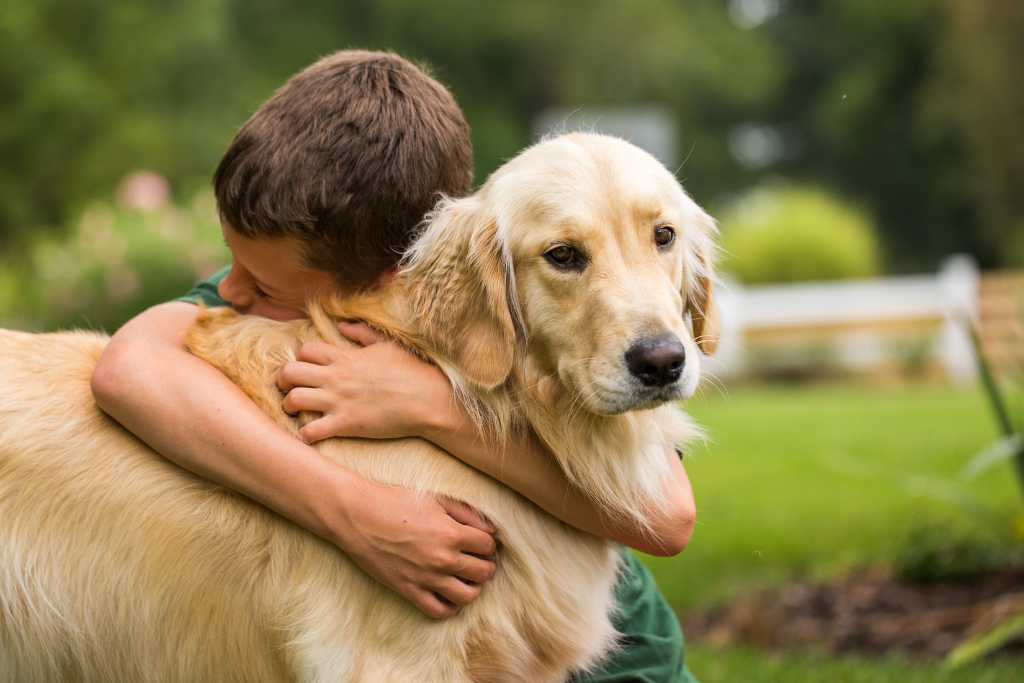 How Therapy Dogs Can Transform Life for Veterans