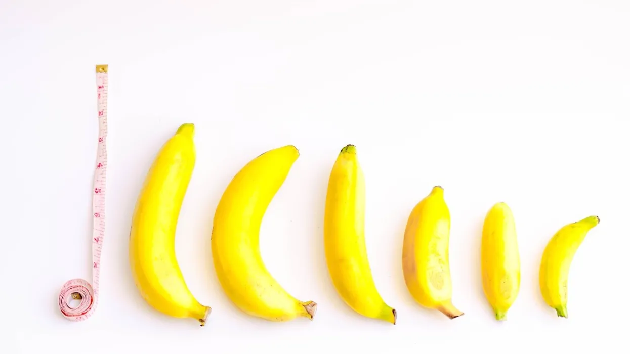 Average Penis Size: According to Science